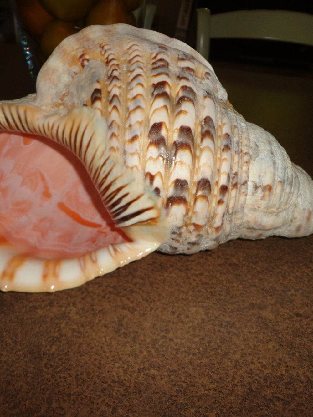 PRICE IS FIRM Sea Shell Authentic Pacific Triton 15" Nature's Beauty